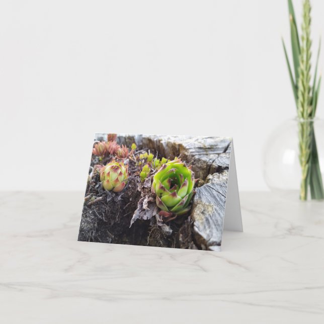 Cartão mini cacto em log (Frente)