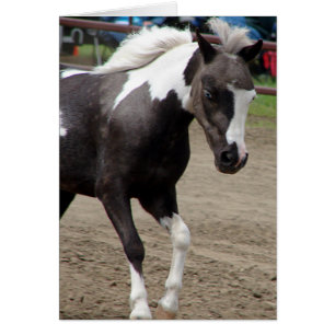 Cartão Mini cavalo do Pinto