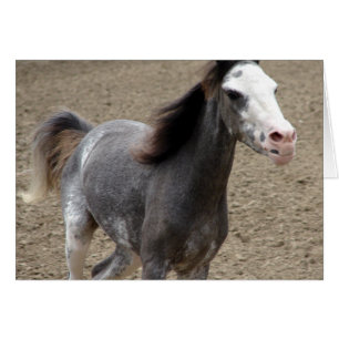 Cartão Mini cavalo na classe da liberdade em uma mostra