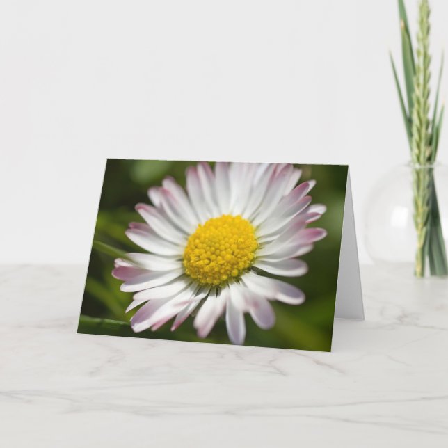 Cartão Mini Daisy Saudações (Frente)