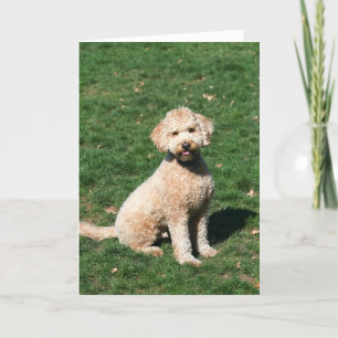 Cartão Mini Goldendoodle puppy greeting card
