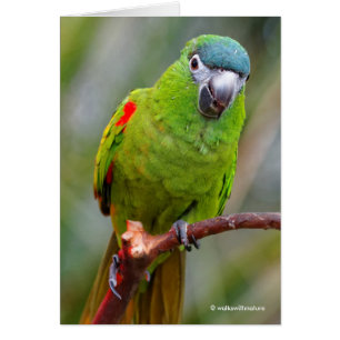 Cartão Mini Macaw de Hahn / Macaw com Manteiga Vermelha