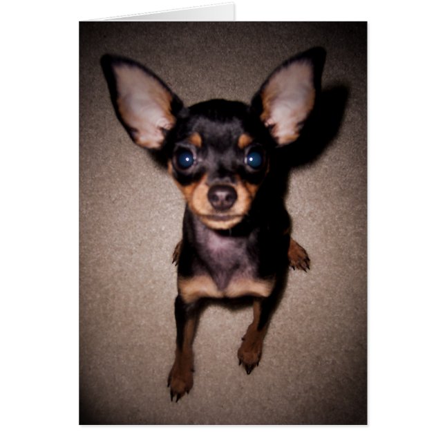 Cartão mini pinscher. (Frente)