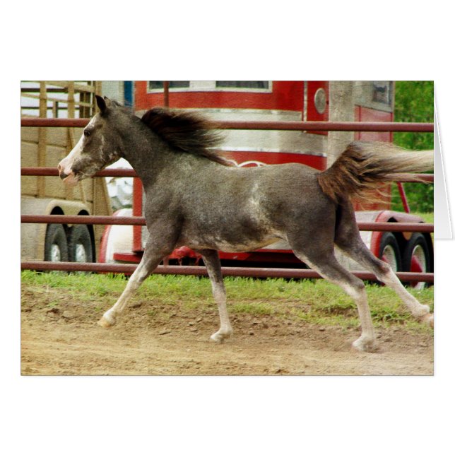 Cartão Mini Pinto Horse Gallops (Frente Horizontal)