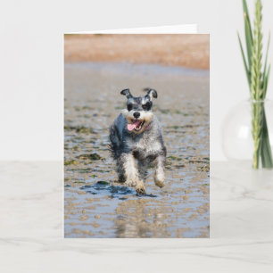 Cartão mini schnauzer
