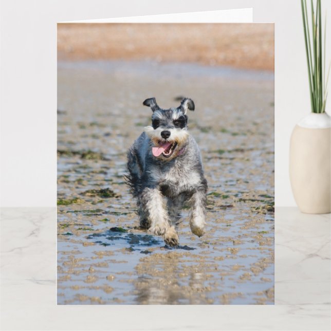 Cartão mini schnauzer (Frente)