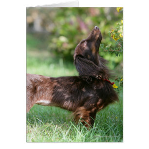 Cartão Miniatura de cabelo longo Dachshund 1