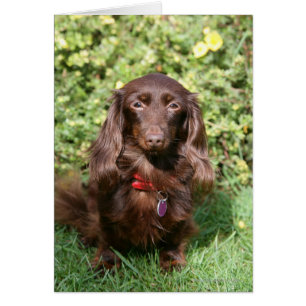 Cartão Miniatura Marrom de Cabelo Longo Dachshund