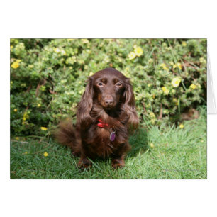 Cartão Miniatura Marrom de Cabelo Longo Dachshund