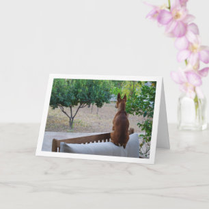 Cartão Miniatura Pinscher Sentada no Banco