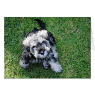 Cartão Miniatura Schnauzer Puppy