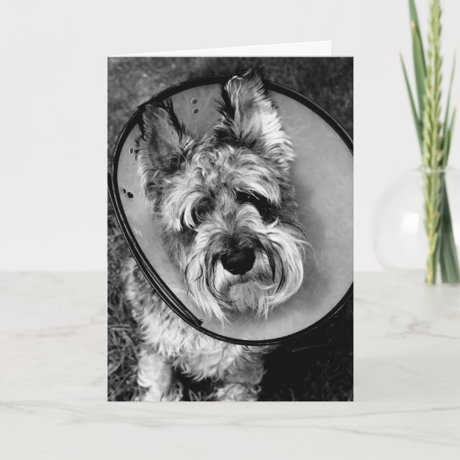 Cartão Miniature Schnauzer Get Well Soon Card (Frente)