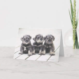 Cartão Miniature Schnauzer Puppies