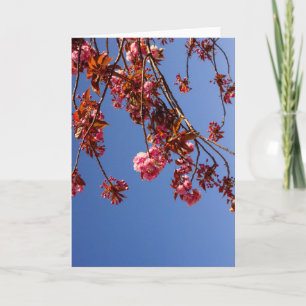 Cartão Minimalismo Flores Rosa Flor de Cerejeira Amor Esp