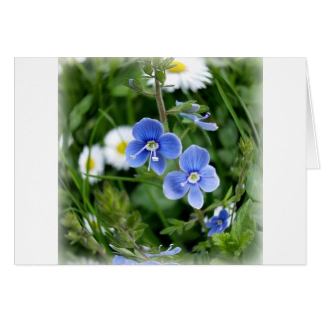 Cartão minúsculas flores azuis (Frente Horizontal)