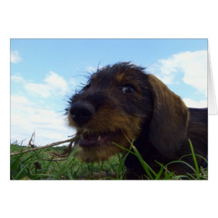 Cartão Mischievous Dachshund Puppy