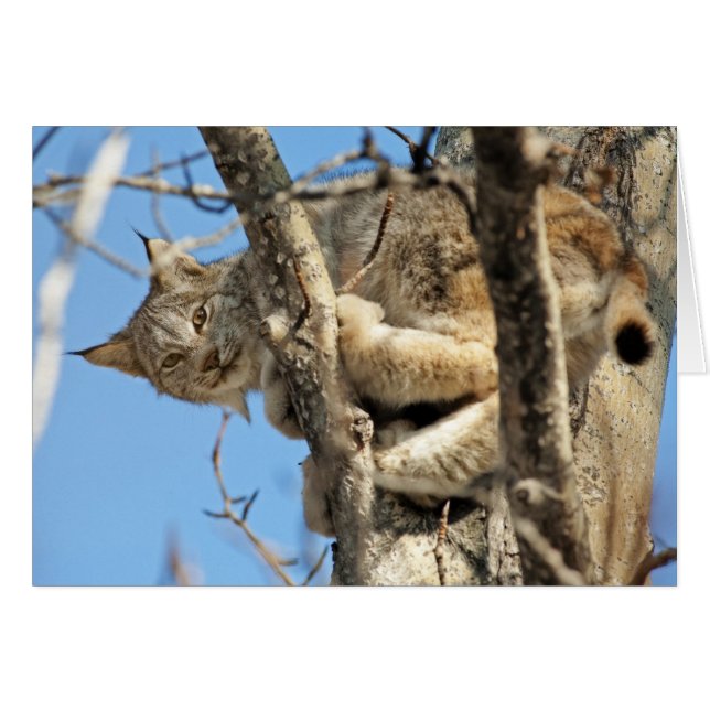 Cartão Mischievous Lynx (Frente horizontal)