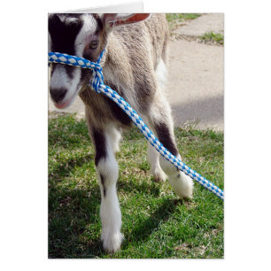 Cartão Misha, o Cabra