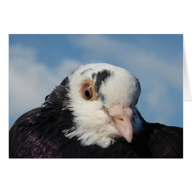 Cartão Miss Pigeon (Frente Horizontal)