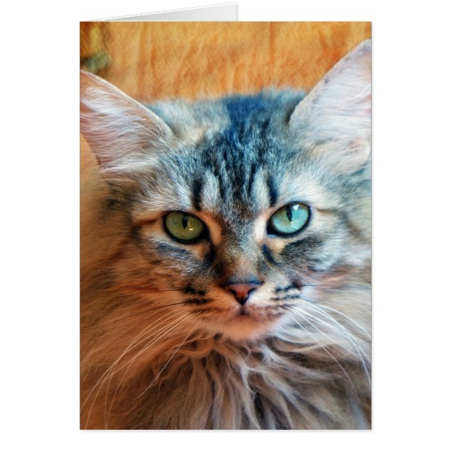 Cartão Miss Tootles (Frente)