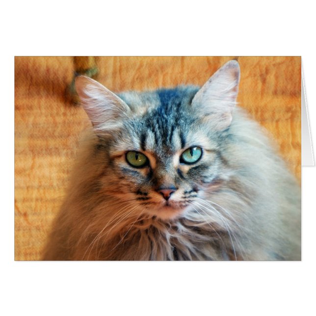 Cartão Miss Tootles (Frente Horizontal)