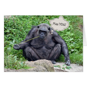 Cartão Miss You Chimpanzee