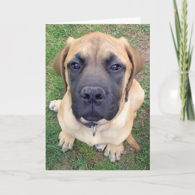 Cartão Miss You- cute English Mastiff dog photo (Frente)