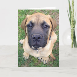 Cartão Miss You- cute English Mastiff dog photo