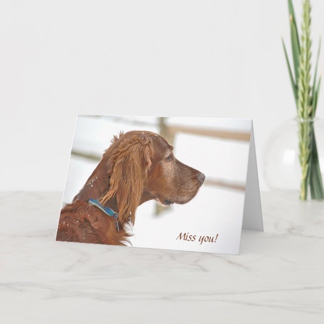 Cartão Miss You-Irish Setter in snow (Frente)