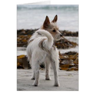Cartão Mistura de Jack Russell Terrier - Winnie - Oman