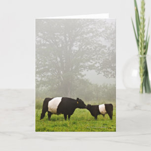 Cartão Misty scene of belted galloway cow mothering her