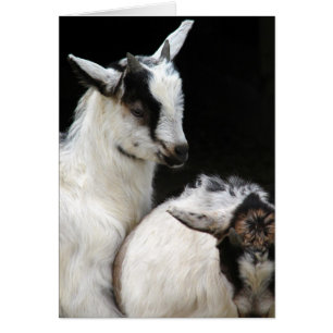 Cartão Miúdos de Cabra