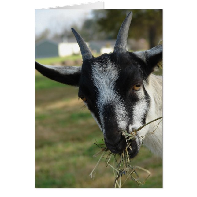 Cartão Mmmm... Hay (Frente)