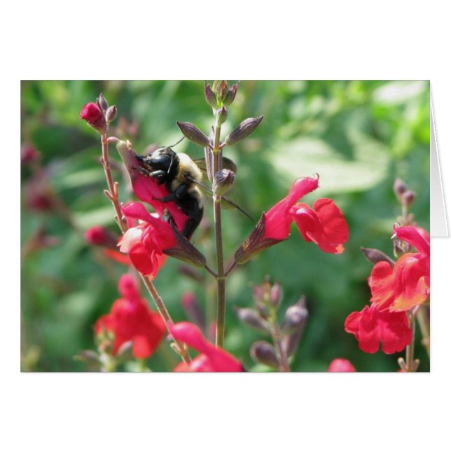 Cartão Mmmm, pólen (Frente Horizontal)