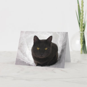 Cartão Moby in snow