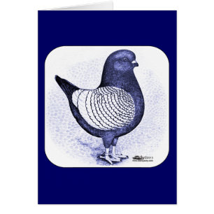 Cartão Modena Argent Pigeon