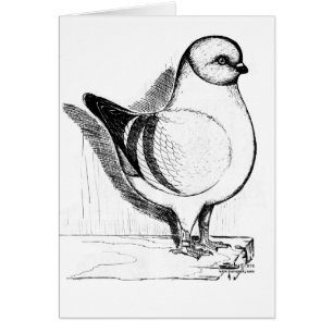 Cartão Modena Gazzi 1978