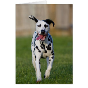 Cartão Moeda de um centavo