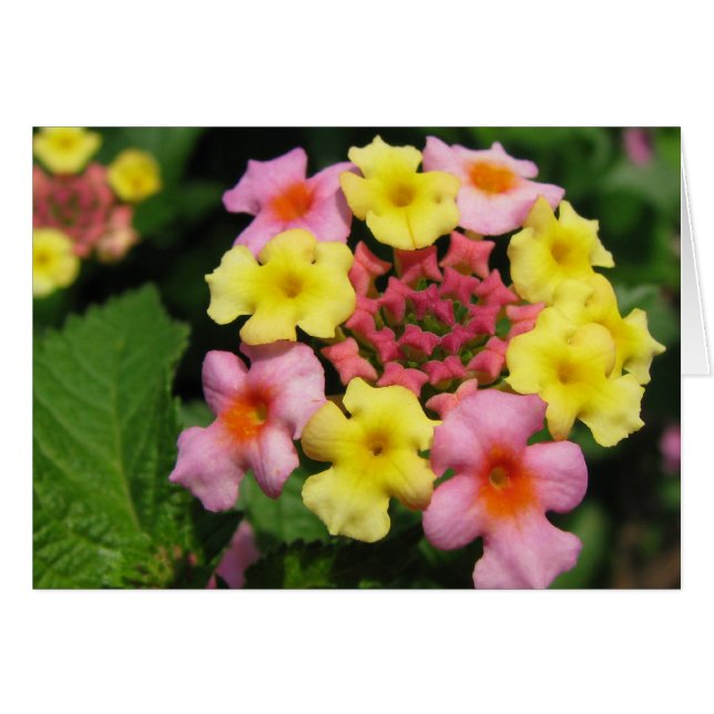 Cartão Molas (Frente Horizontal)