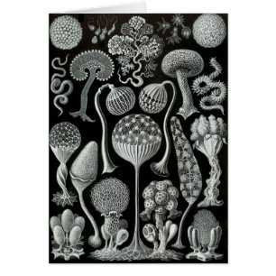 Cartão Moldes de limo