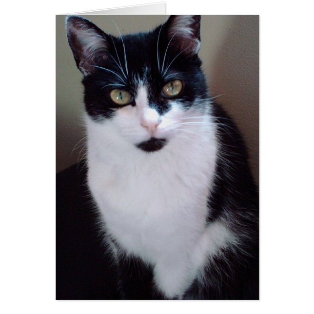 Cartão molilho (Frente)