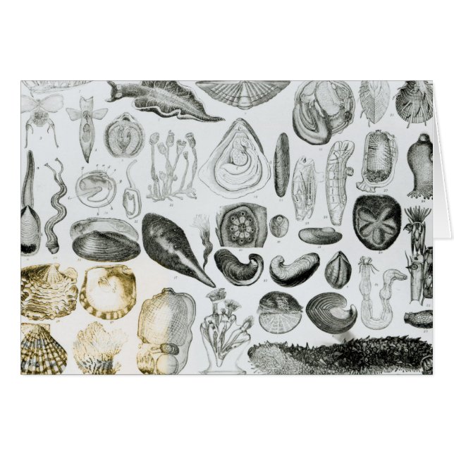 Cartão Moluscos (Frente Horizontal)