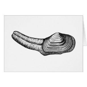 Cartão Moluscos de Geoduck (ilustração preto e branco)