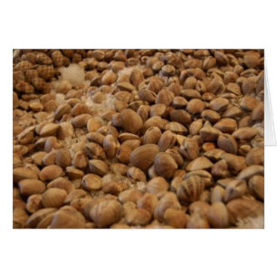 Cartão moluscos de manila