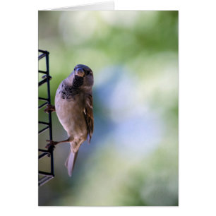 Cartão Momento do pardal para mim