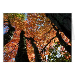 Cartão Momento do zen da queda