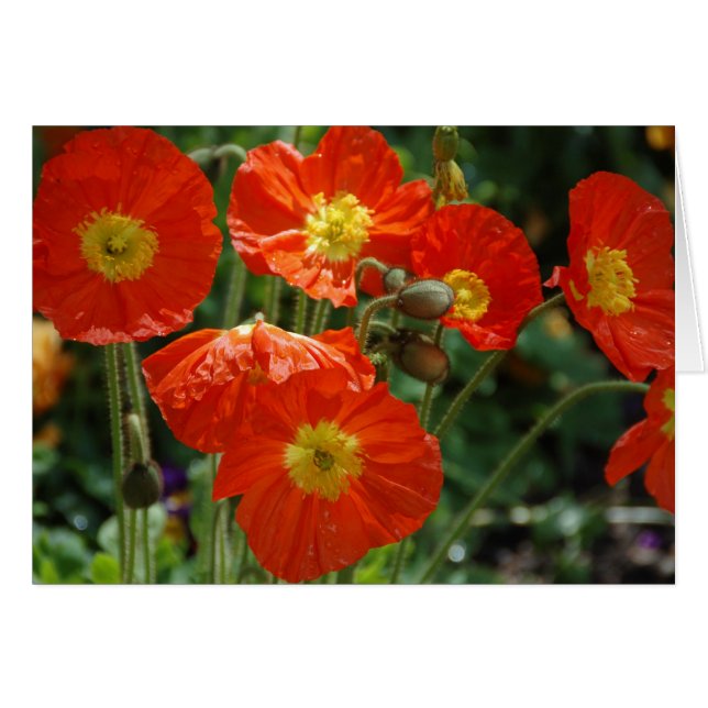 Cartão Mon Ame (Frente Horizontal)