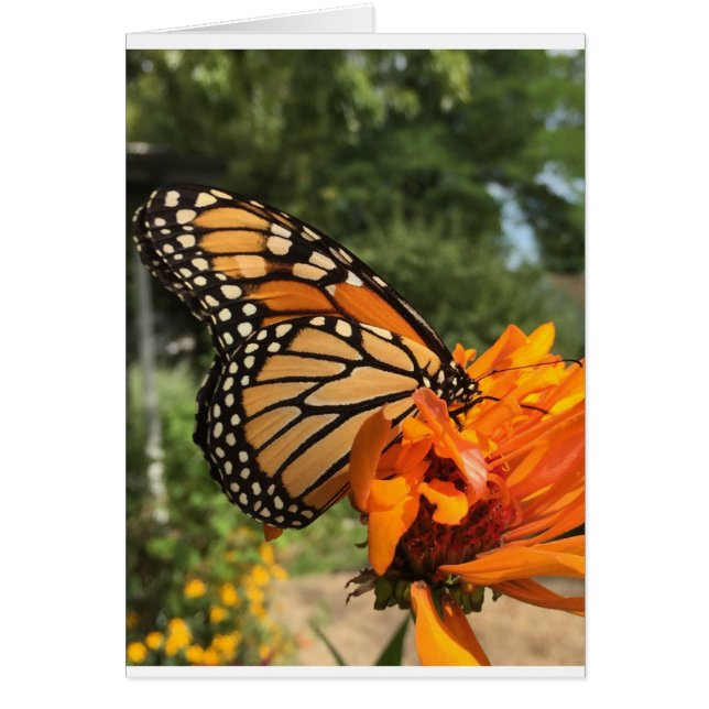 cartão monarca do vazio (Frente)