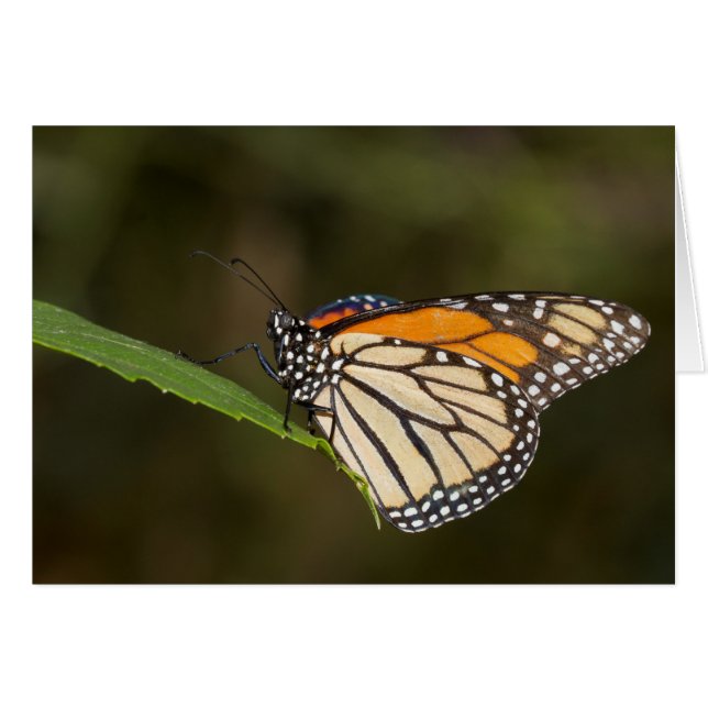Cartão Monarca empoleirada numa folha (Frente Horizontal)