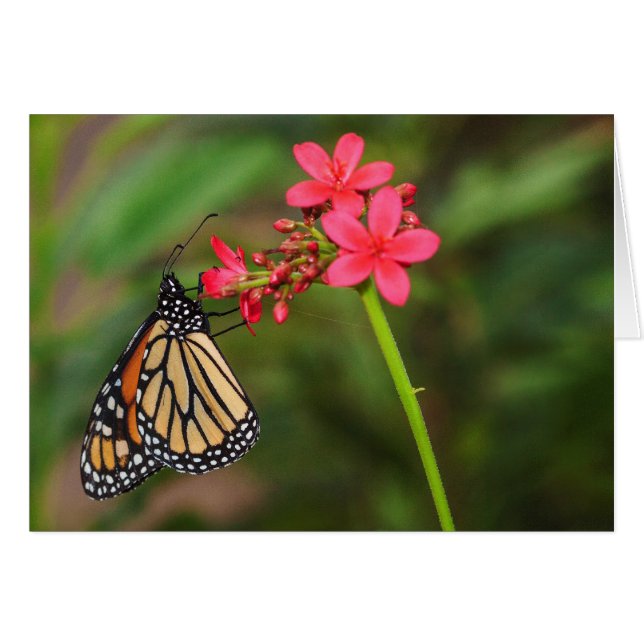 Cartão Monarca sobre flores pentinas (Frente Horizontal)